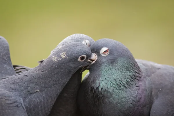 Young Feral Pigeons feeding from parent — Stock Photo, Image