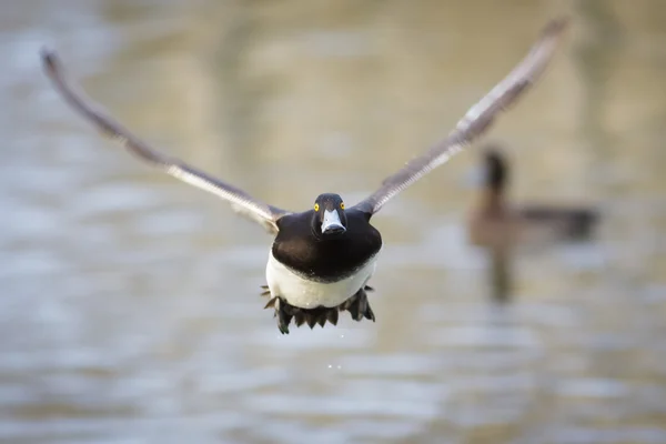 Pato copetudo en vuelo —  Fotos de Stock