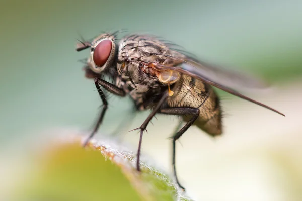 Mosca de casa em uma folha — Fotografia de Stock