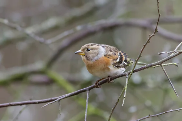 Чоловічий Brambling — стокове фото