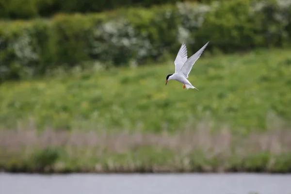 Common Tern hovering — Stock Photo, Image