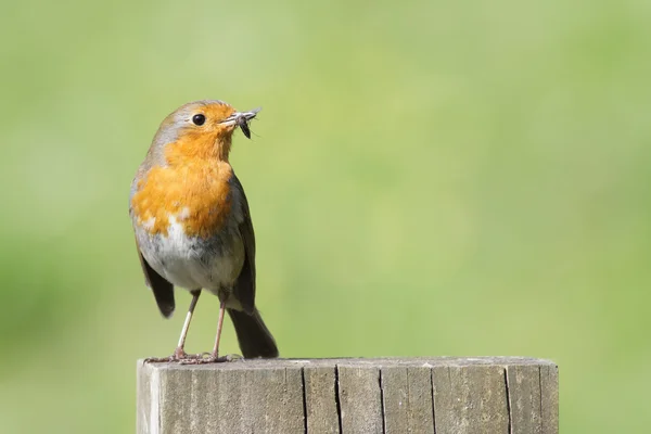 Robin with insect — Stock Photo, Image