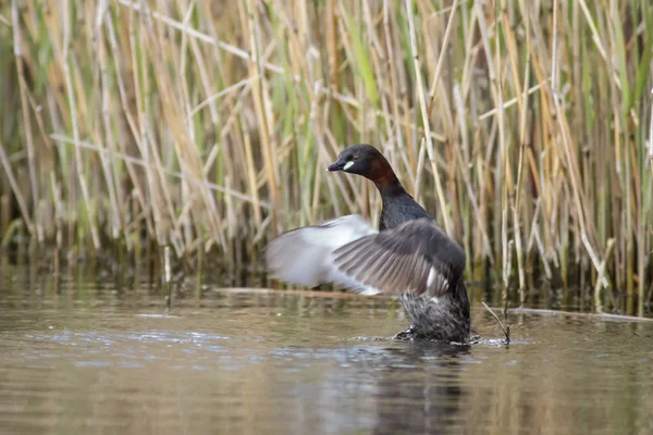 Pequeño Grebe agitando sus alas — Foto de Stock