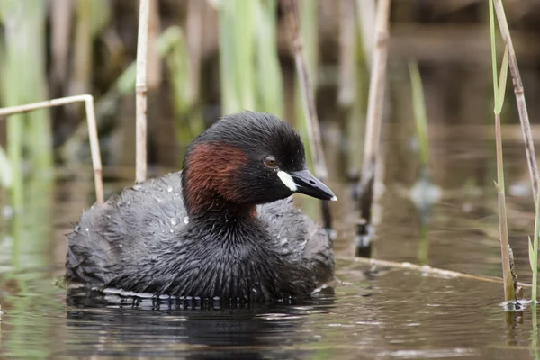 Un poco de Grebe — Foto de Stock