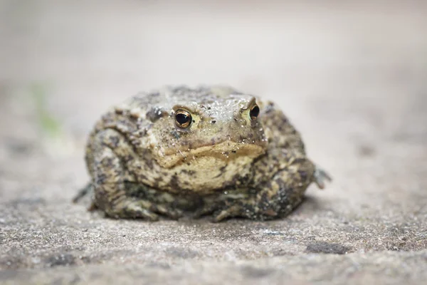 Common Toad facing forward — Stock Photo, Image