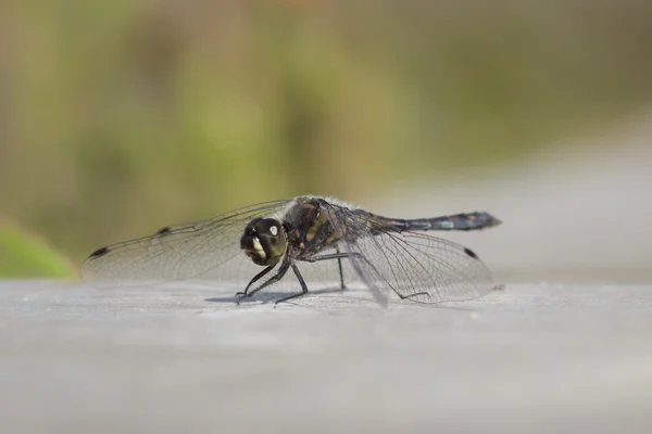 Zwarte heidelibel op een promenade — Stockfoto