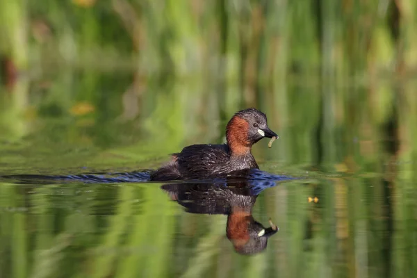 Dodaars op een nog steeds vijver — Stockfoto