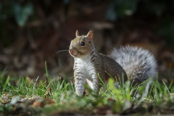 Grijze eekhoorn in het gras — Stockfoto