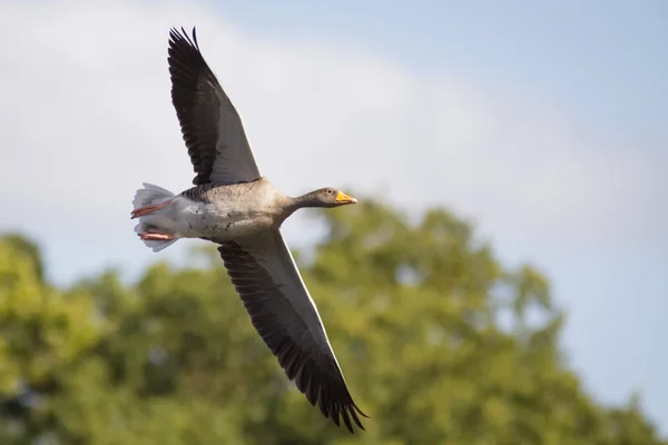 Ganso de Greylag en vuelo — Foto de Stock