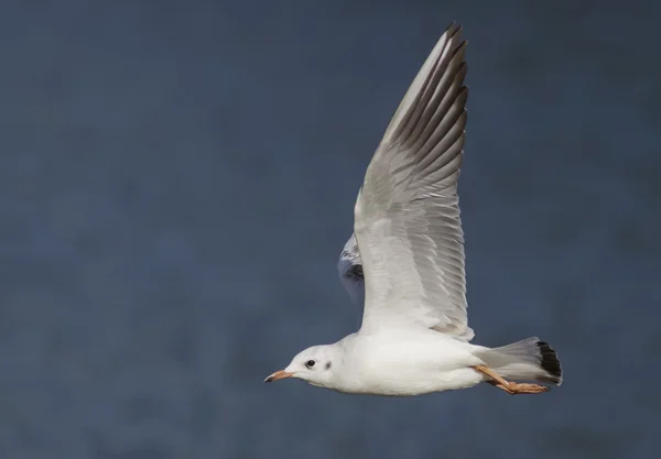 Gaivota de cabeça preta — Fotografia de Stock