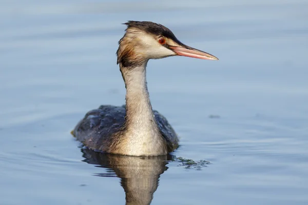 Haubentaucher — Stockfoto