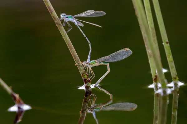 Emerald Damselflies legt eieren — Stockfoto