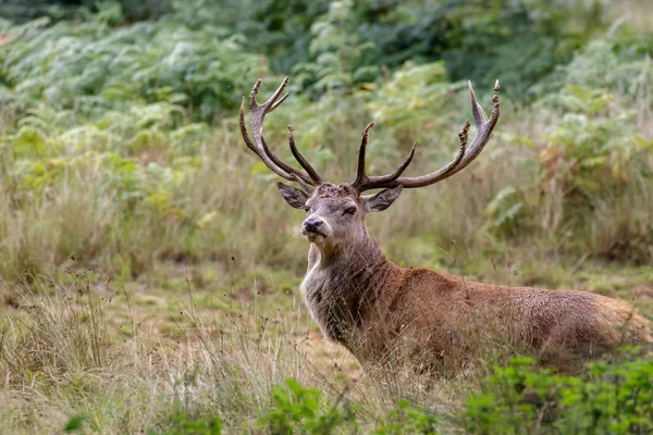 Kronhjort stag — Stockfoto