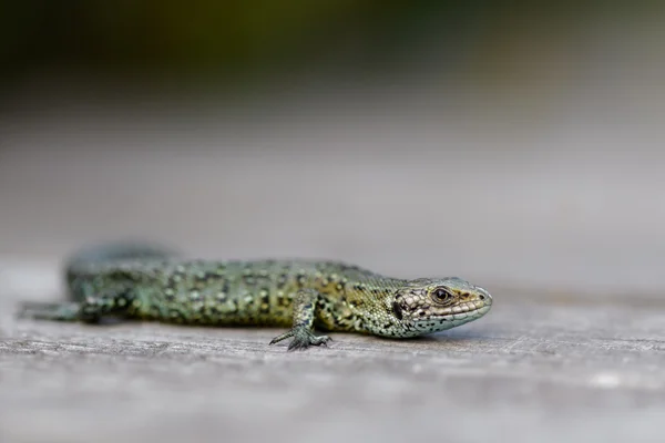 A Common Lizard — Stock Photo, Image