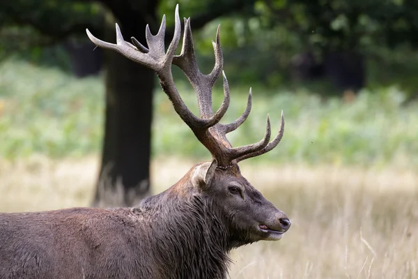 Een hert edelhert — Stockfoto