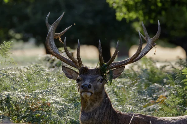 Un cerf de cerf rouge — Photo