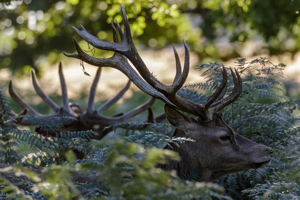 Red Deer Stags — Stockfoto