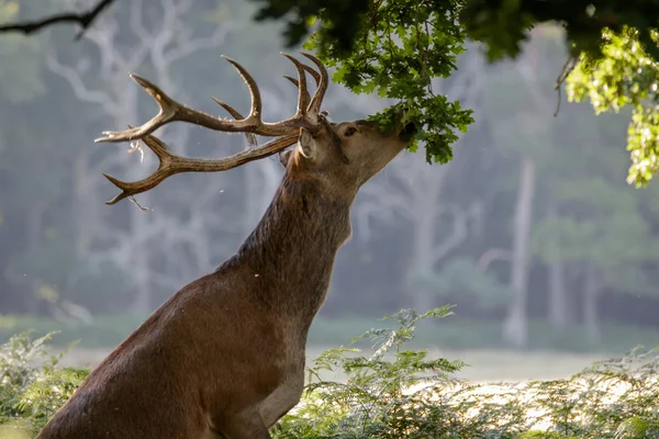 Red Deer stag eten eikenbladeren — Stockfoto