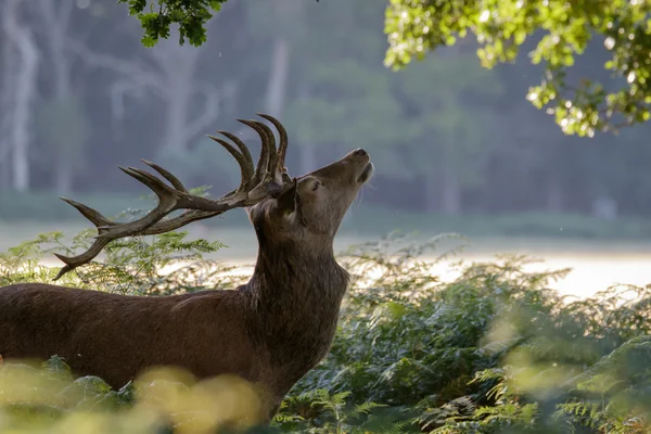 Un cerf de cerf rouge — Photo