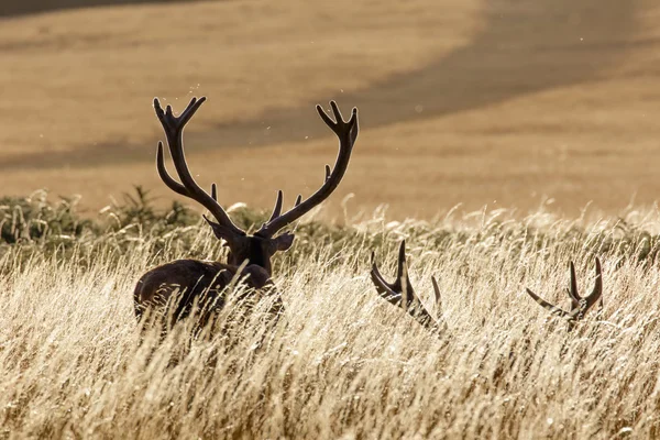 Red Deer Stags — Stock Photo, Image