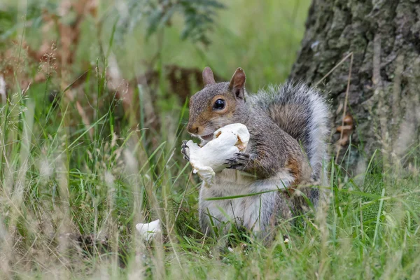 Grauhörnchen mit Pilz — Stockfoto