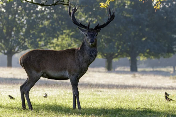 Kronhjort stag — Stockfoto