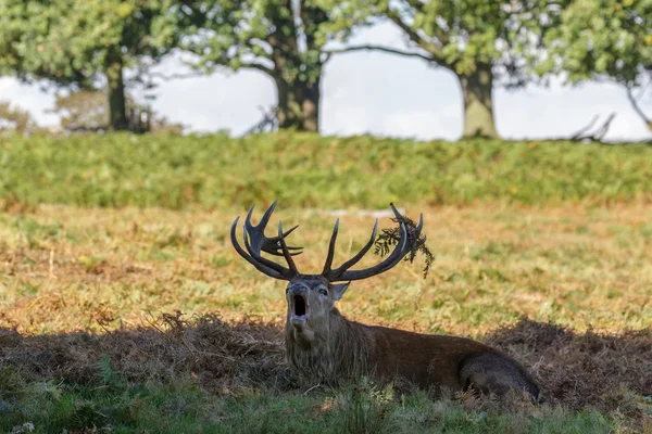 Cerf rouge cerf — Photo