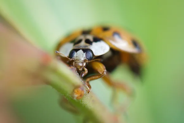 丑角的瓢虫 — 图库照片