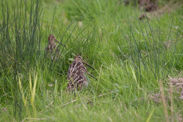 Um sábio de Snipe — Fotografia de Stock