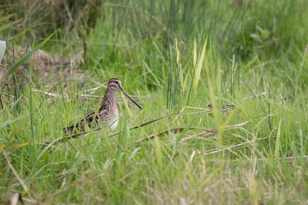 Snipe en la hierba larga — Foto de Stock