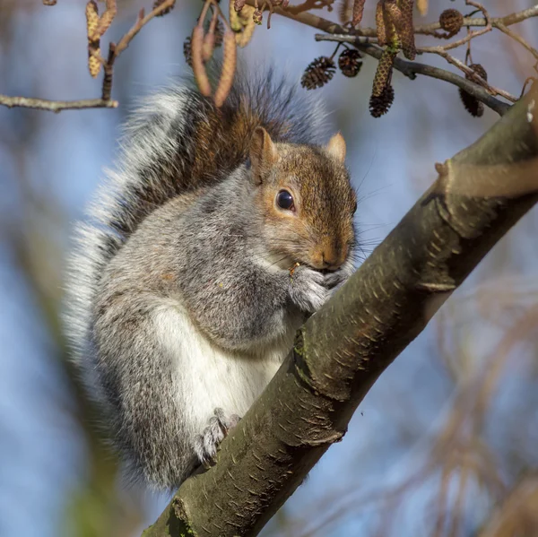 Ein Grauhörnchen — Stockfoto