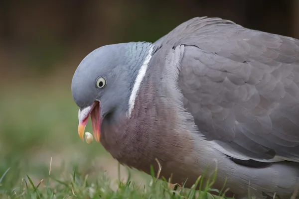Woodpigeon eating seed — Stock Photo, Image