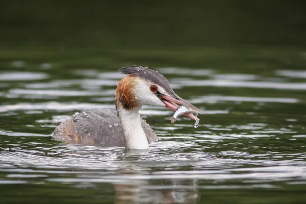 Gran Grebe Crestado — Foto de Stock