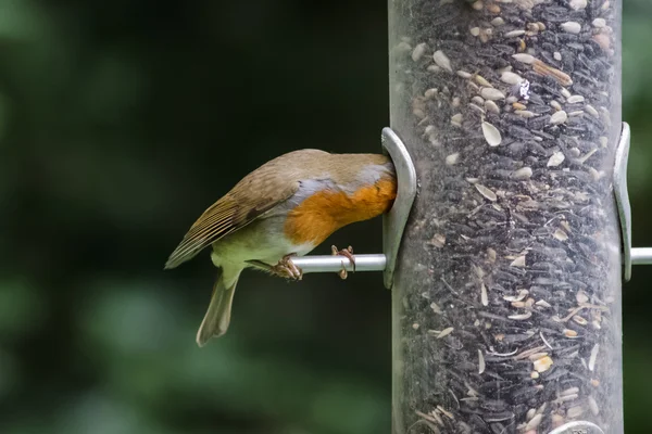 Robin sur mangeoire à oiseaux — Photo