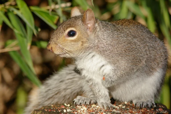 A Grey Squirrel on a log Royalty Free Stock Images