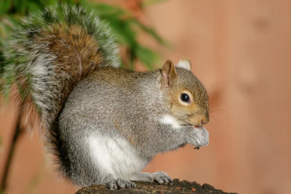 A Grey Squirrel eating Stock Photo