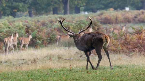 Red Deer hert met hareem — Stockfoto