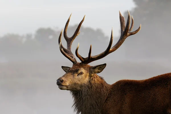 Red deer stag porträtt — Stockfoto