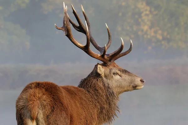 Red deer stag porträtt — Stockfoto