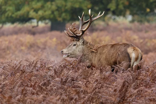 Kronhjort stag — Stockfoto