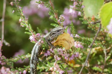 Common Lizard on heather clipart