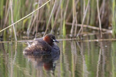 Sulak yaşam Küçük batağan