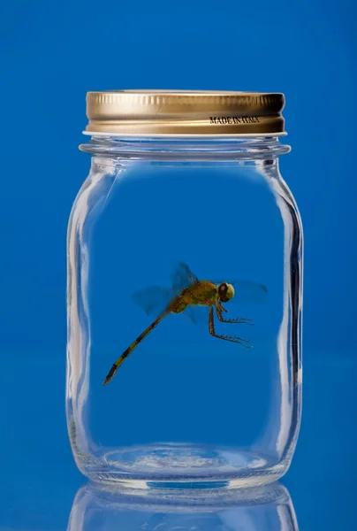 瓶に閉じ込め、昆虫 — ストック写真