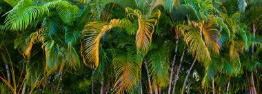 Renkli palmiye ağacı yaprakları Panoraması