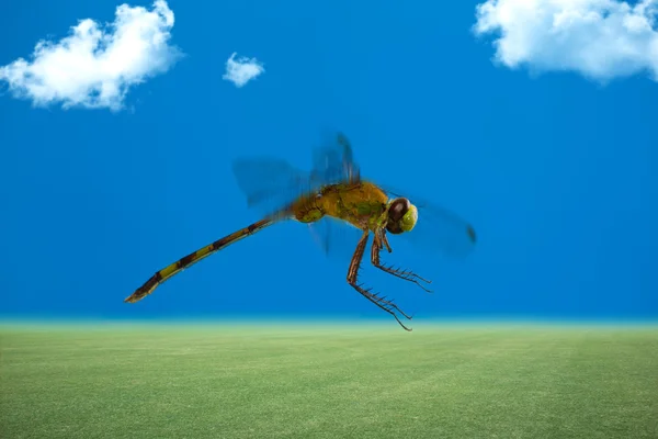 Libélula, voando em campo aberto — Fotografia de Stock