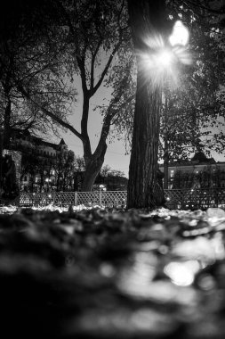 Sonbaharda geceleri Avrupa şehir parkı. Moskova 'da ataerkil göletler. İyi geceler. Işık. BW fotoğrafı.