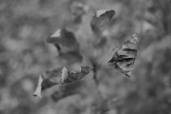 抽象的秋天树叶背景 用于模糊的背景 — 图库照片