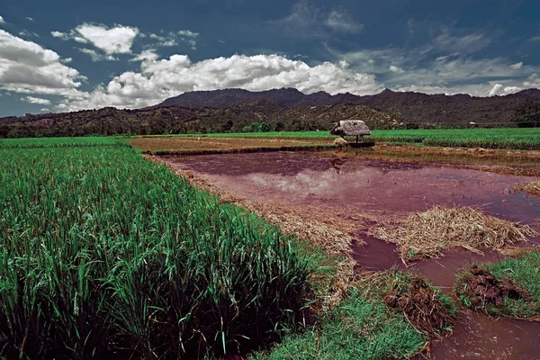 Rice Field Farmer Και Sun Την Ημέρα Στο Μπαλί Ρύζι — Φωτογραφία Αρχείου