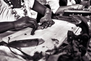 Tütün yapraklarından puro yapan kadın ellerine yakın çekim. Geleneksel puro imalatı