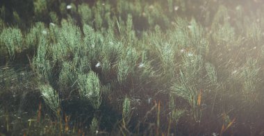 Yumuşak güneş ışığı, gün batımında çimenleri aydınlatır. Güneş ışığı alan çimenlik alan duvar kağıtları için uygun bulanık arkaplan resmi.